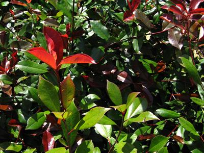 Photinia serrulata